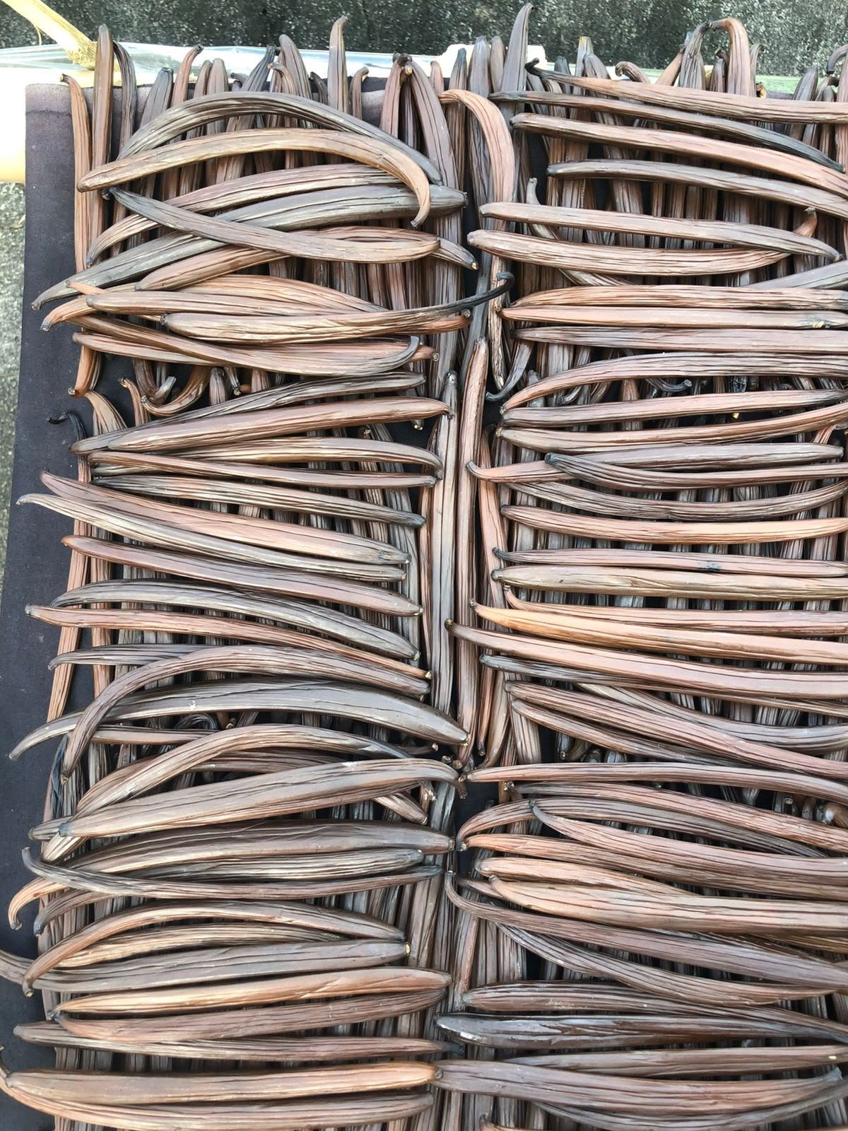 Vanilla beans during drying and selection
