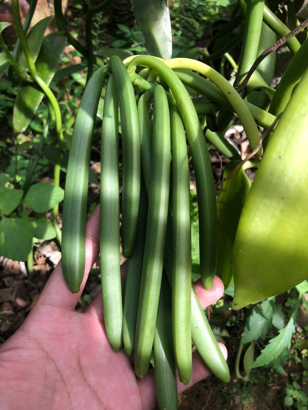 Fresh vanilla pod cluster
