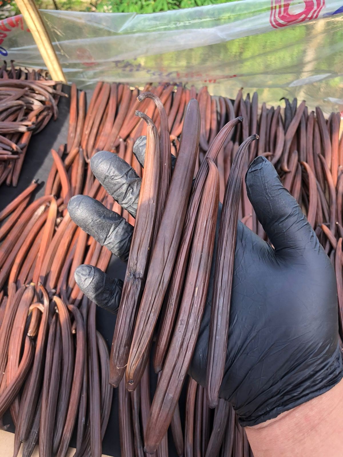 Cured vanilla bean grading process