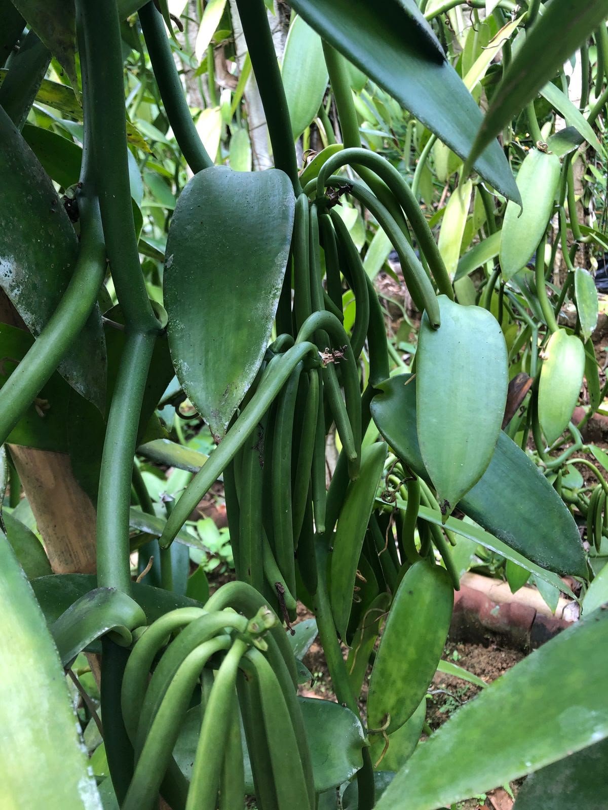 Vanilla × tahitensis