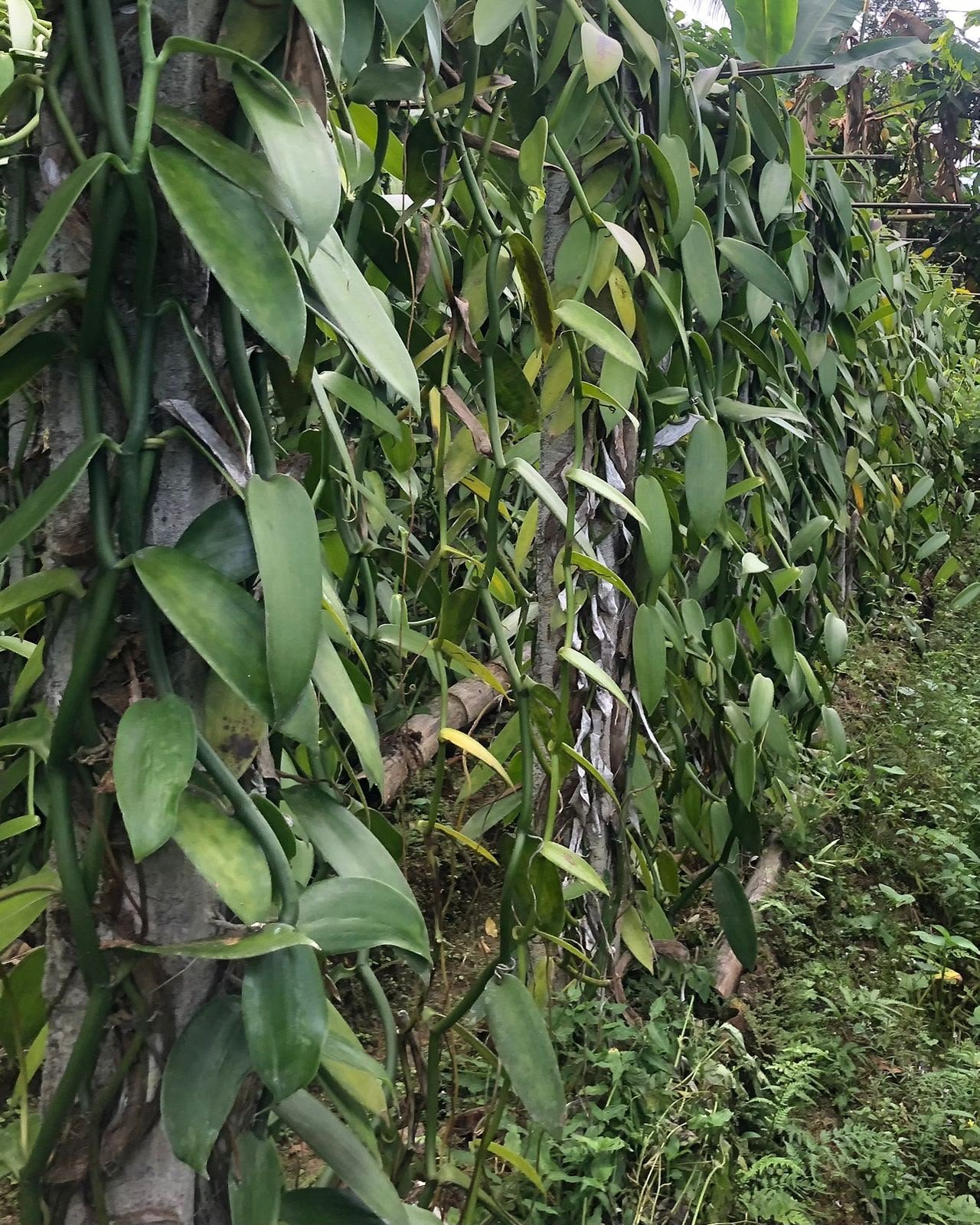 Vanilla plantation