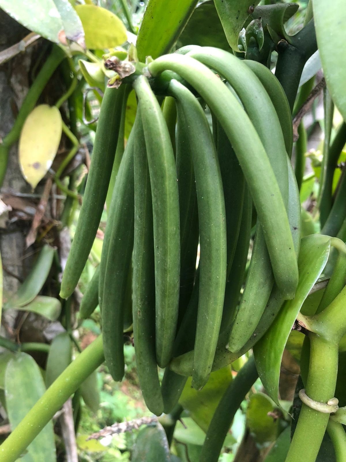 Green vanilla pods on the vine